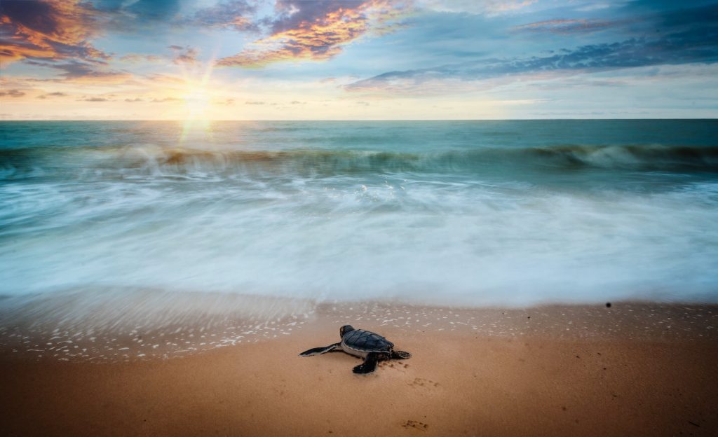 strand met schildpad